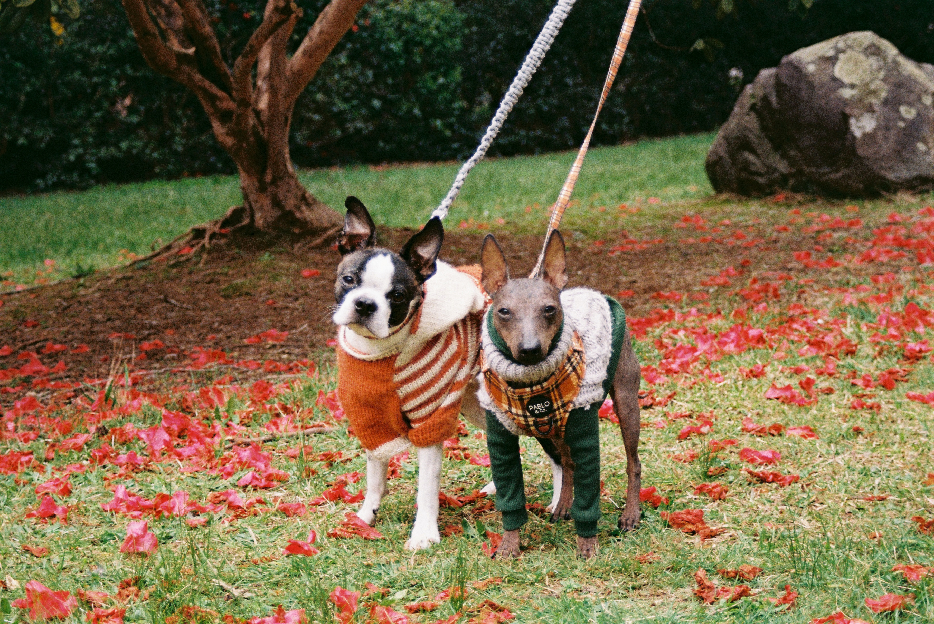 Dogs ready for adoption